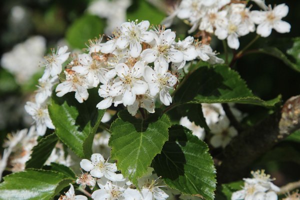 Sorbus alnifolia in mid May