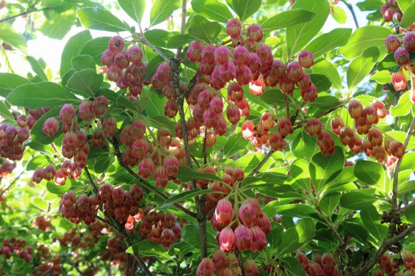 Enkianthis campanulatus in mid May