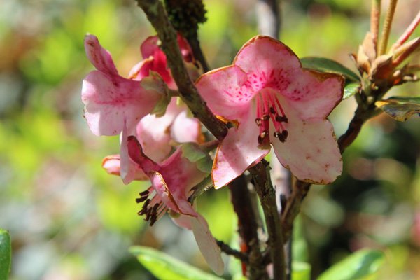 Markeeta's Prize in mid May