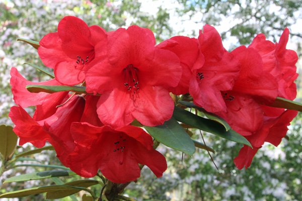 Rhododendron May Day in mid May