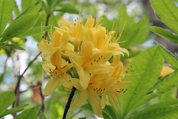 Rhododendron Luteum, Azalea in mid May