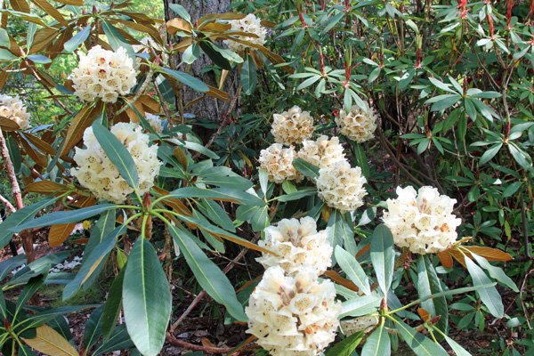 Rhododendron Rex ssp fictolecteum in mid May