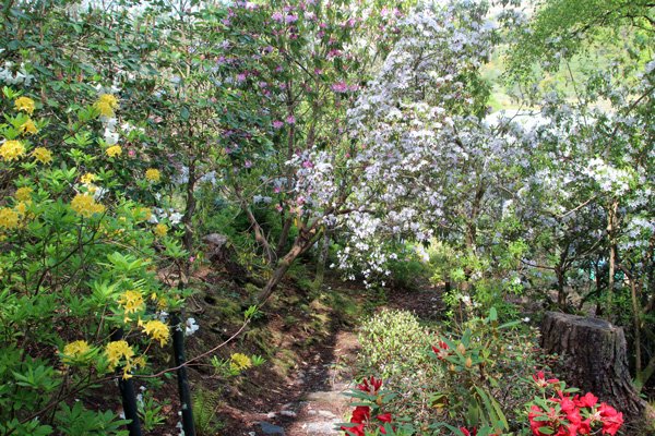 The Rhododendrons are at their best in May