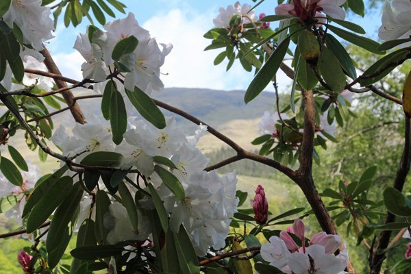 Rhododendron snow queen in Mid May
