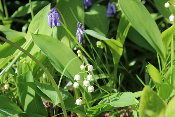 Not just rhodies - bluebells and lillies