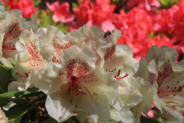 Delightful spring colours