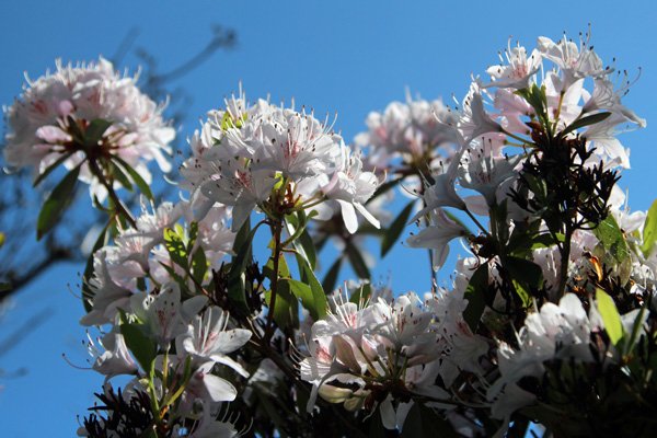 Rhododendrons at Ard Daraich gardens