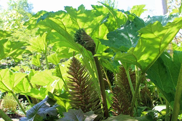 Green gunnera