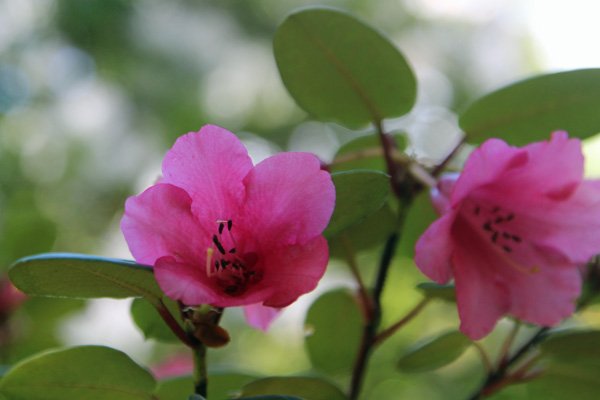 Rhododendron williamsianum x in mid May