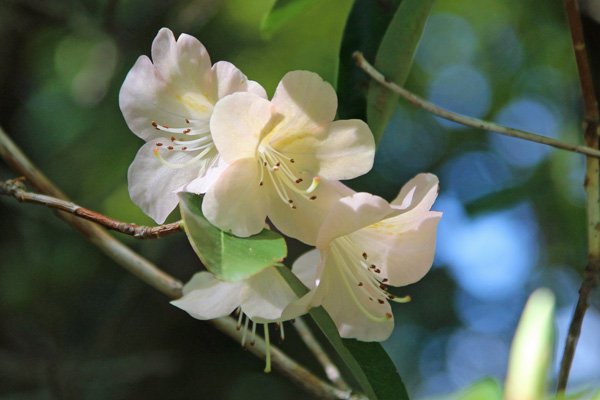 Rhododendron oreotrephes in mid May