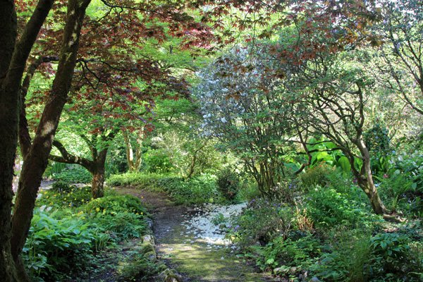 Petals fall at Ard Daraich