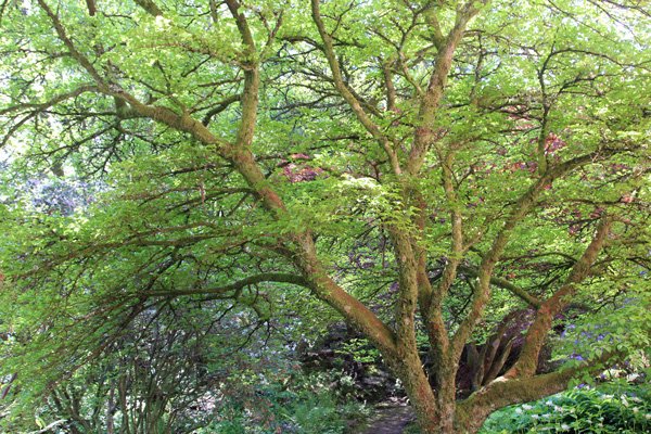 One of the oldest trees at Ard Daraich