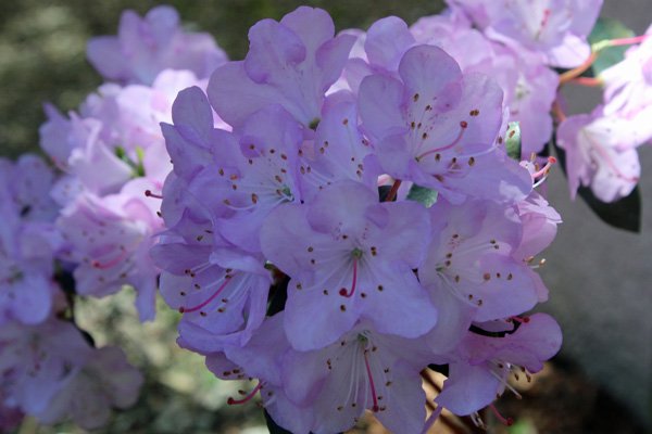 Rhododendron oreothrephes in mid May