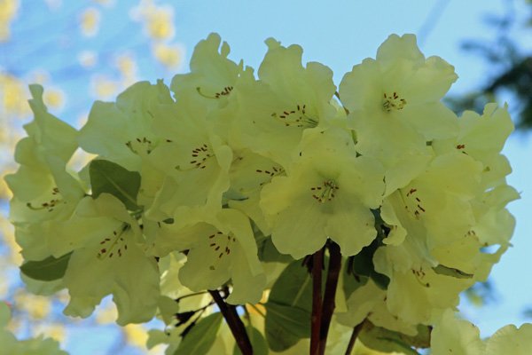Rhododendron Creamy Chiffon in mid May