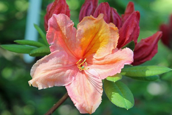 Rhododendron exbury x in mid May