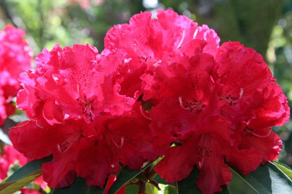 Rhododendron halfdanlem in mid May
