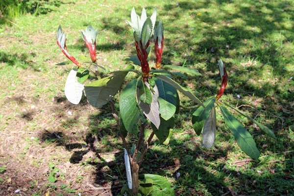 Rhododendron macabeanum aff in mid May - planting for the future