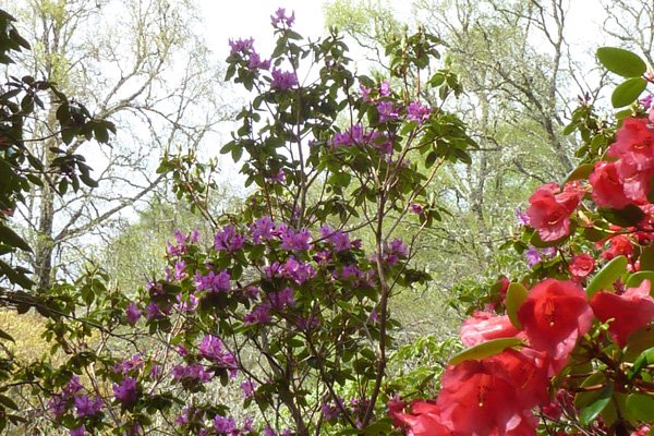 A fine collection of rhododendrons in the Rhododendron Glen