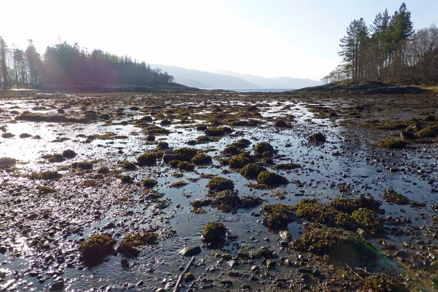 The Bay of Flies on Loch Sunart