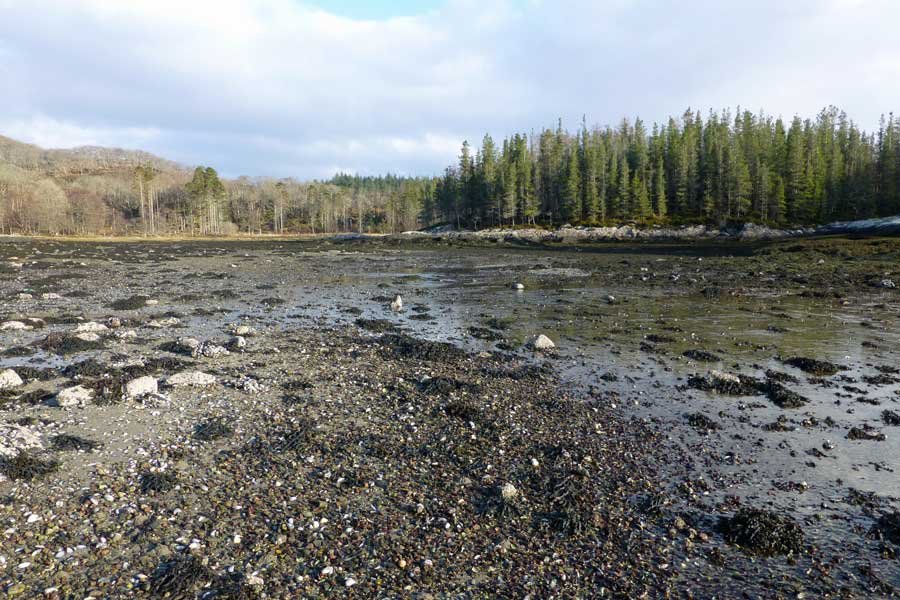 The Bay of Flies on Loch Sunart