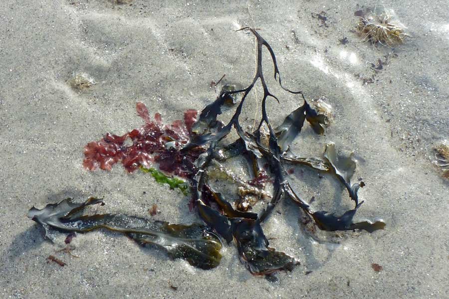 Bourblach Beach at Morar