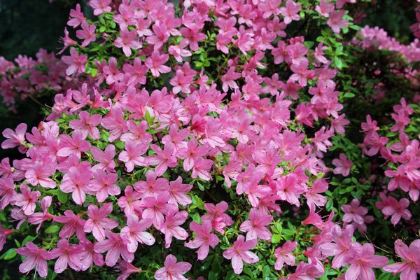 Rhododendron kiusianum var kiusianum (Subsection Taliensia) in early May