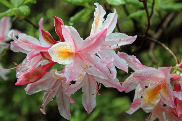 Rhododendron occidentale in early May