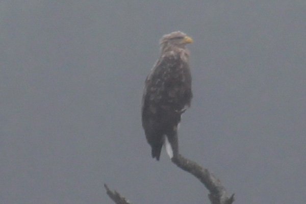 White tailed eagle