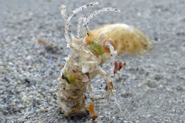 The sand masons of Camusdarach