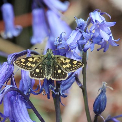 Chequered Skipper