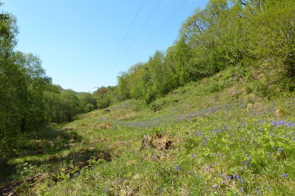 open woodland 'ride' at Glasdrum