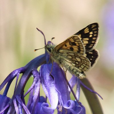 Chequered Skipper