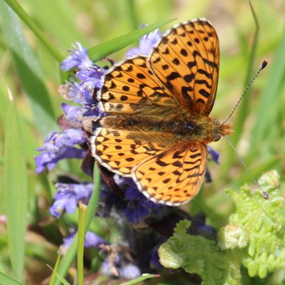 Pearl bordered fritillary