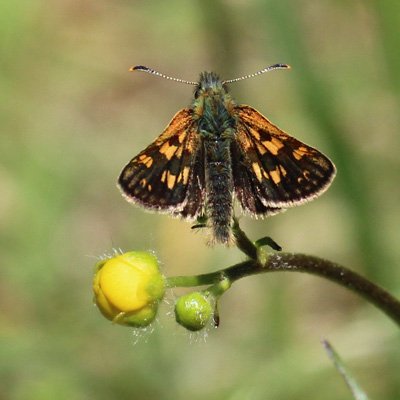 Chequered Skipper in our garden