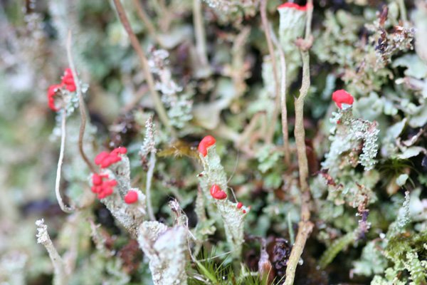 Cladonia