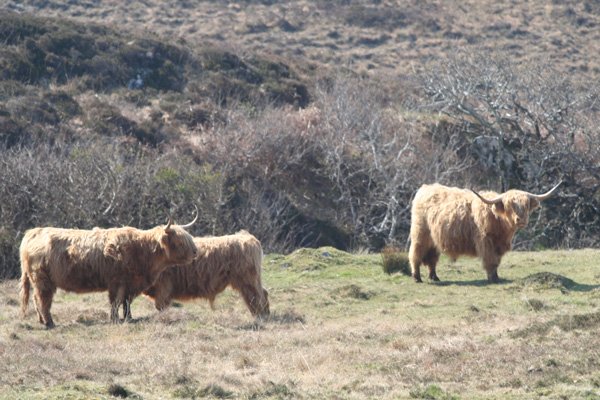 Highland Cattle