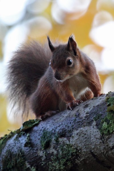 Red Squirrel