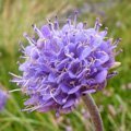 Devil's-bit scabious