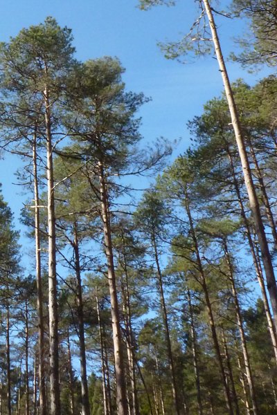 Caledonian pine wood