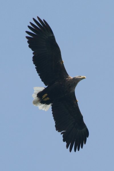 White tailed eagle