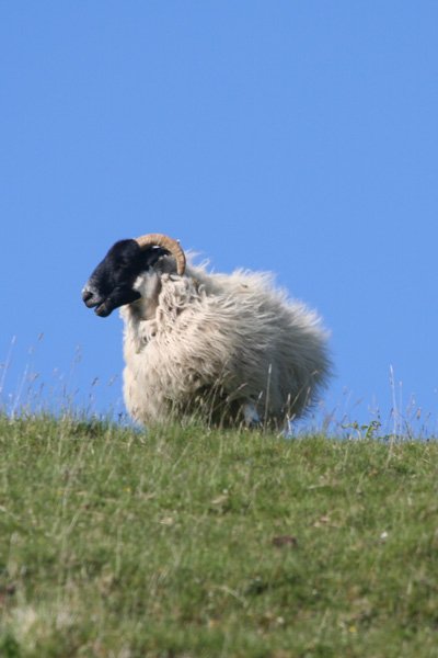 sheep