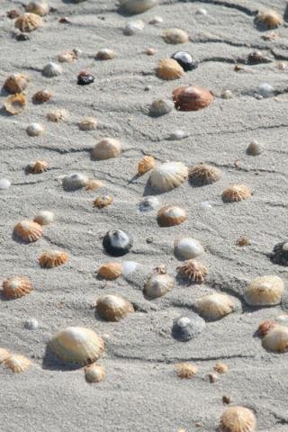Shells at Sanna Bay, Ardnamurchan