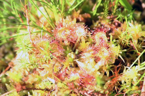 Sundew, Drosera sp