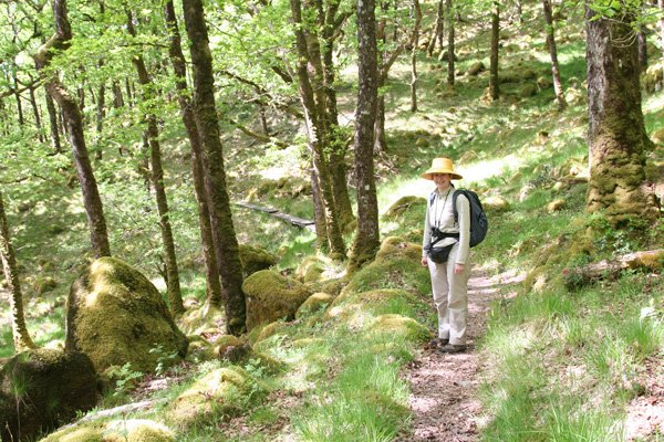 Ardnamurchan Ariundle Oakwoods
