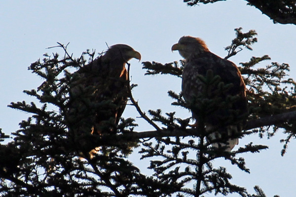 White-tailed eagles seen on the shores of Loch Shiel near to Mingarry Lodges
