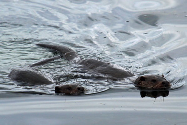 Otters can be seen on nearby Loch Sunart and Loch Moidart