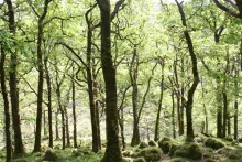 Ariundle Oakwoods
