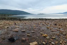 A lovely walk around the shingle beaches of Cuil Bay on the Ardsheal peninsula. Good views are afforded of Loch Linnhe and the islands of Balnagowan, Shuna and Lismore, as well as some fine views of Ardsheal hill and beyond.  Most of the walk is through damp grassland/heathland, although there is a lovely short section through alder copse near the start of the walk, which is carpeted with yellow flag iris, cuckoo flower, common valerian and meadow sweet in Spring. Other flowering plants seen on route includ