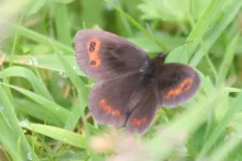 Scotch Argus at Fassfern