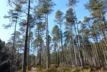 Glen Garry Pinewoods